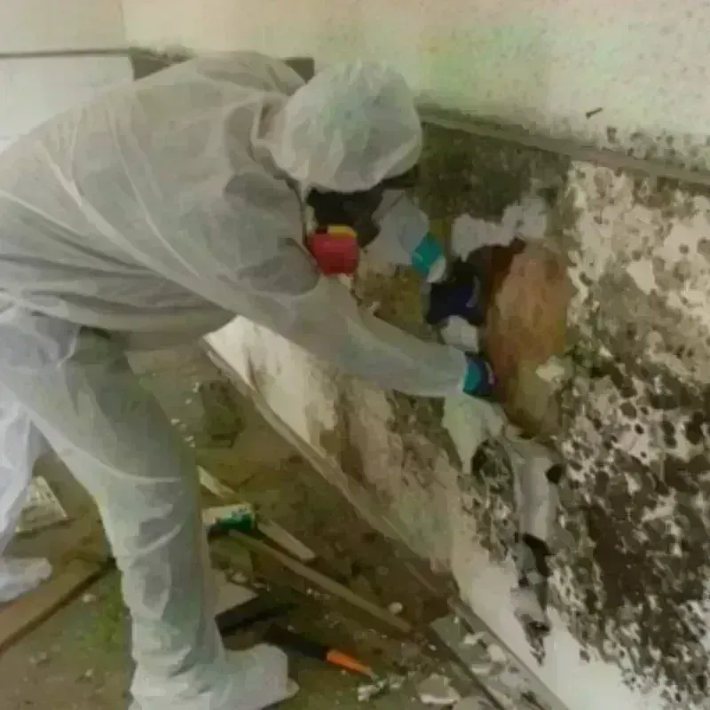 Mold Remediation and Removal in Northbrook, IL